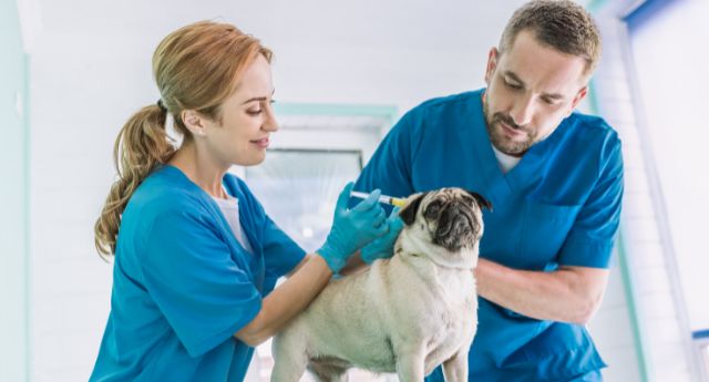 Veterinary Office Insurance